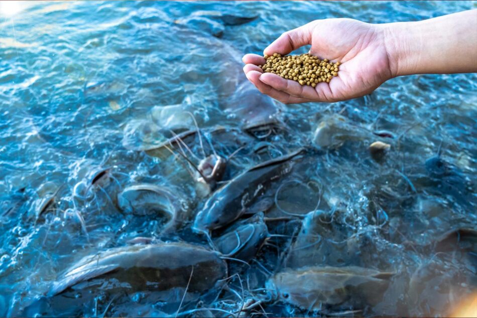 Fish Feeding